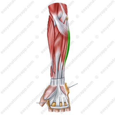 Flexor carpi ulnaris muscle (m. flexor carpi ulnaris)